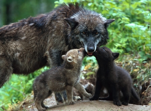 Кто потомство защищает?
