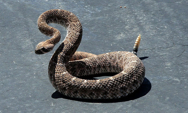 Почему гремучая змея гремит?