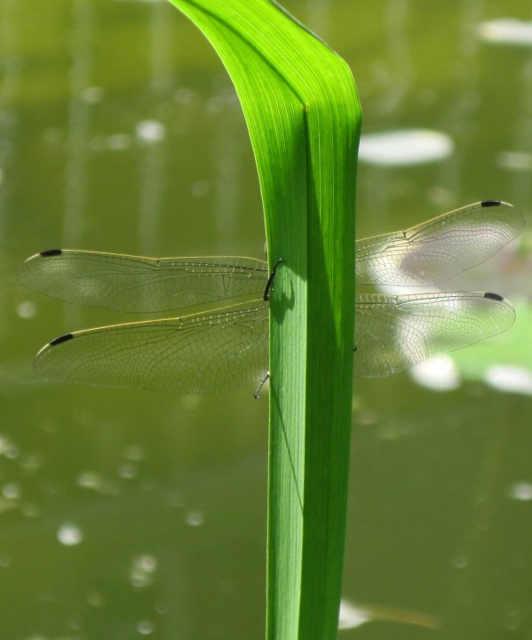сделай так, чтобы было светло