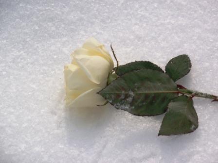Роза на снегу