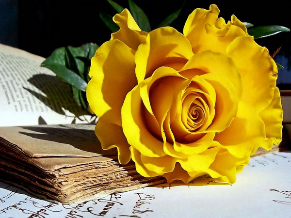 Yellow rose...