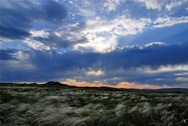 В Диком поле