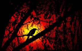 Поющие в терновнике