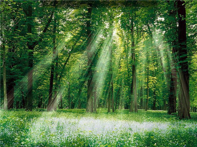 124. О, летний лес. общаюсь с ним