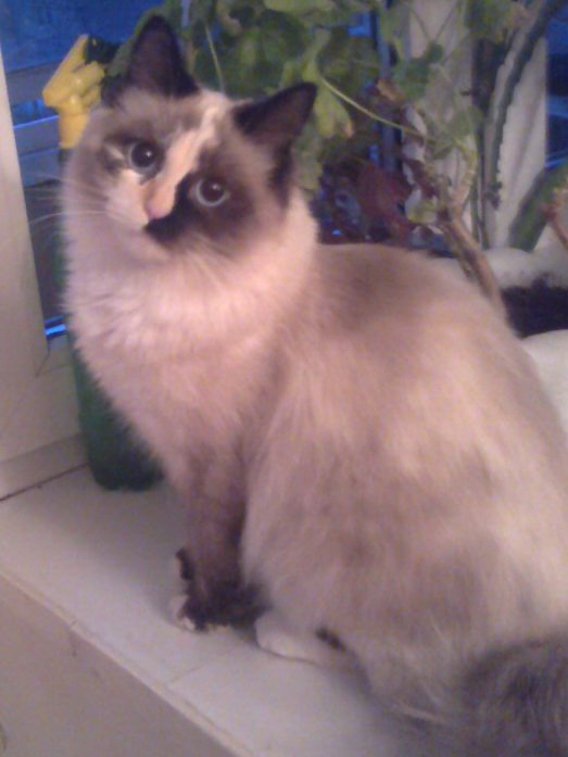 Пушистая зверушка