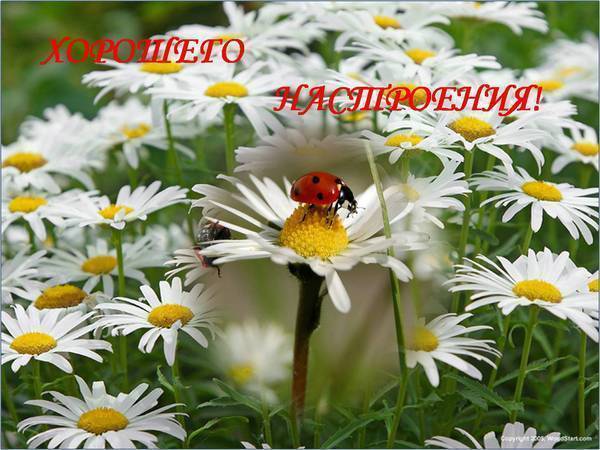 HD desktop wallpaper: Flowers, Grass, Flower, Earth, Daisy, White Flower downloa