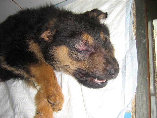 Смерть щенявки. 03. 09. 2009 г