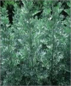 Полынь и Одуванчик