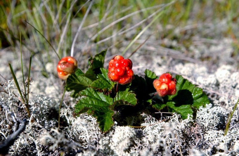 Найди лишнее тундра клюква морошка мох осина. Морошка ягода в тундре. Растения тундры Морошка. Морошка Арктическая. Морошка в Арктике.