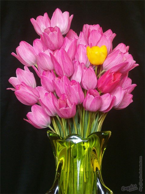 Тюльпаны для маи