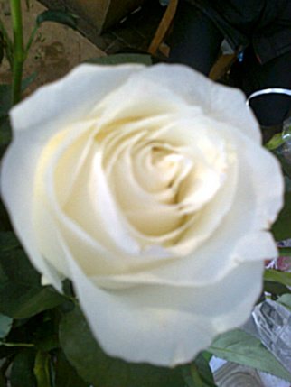 Поздравленье с днём влюблённых...