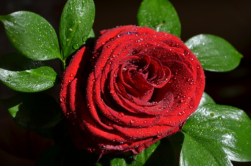 Жаль мне поломанной розы! Дню Любви