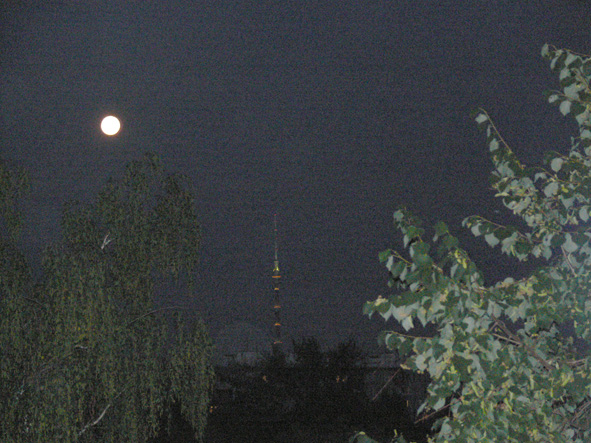 Липа цветёт! Дню Любви