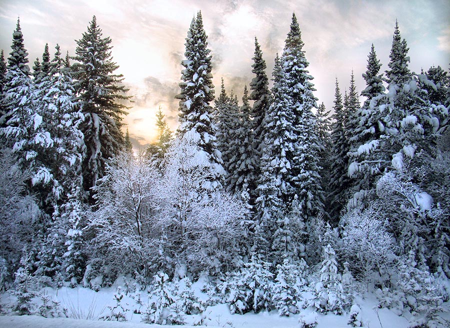 Природа спит