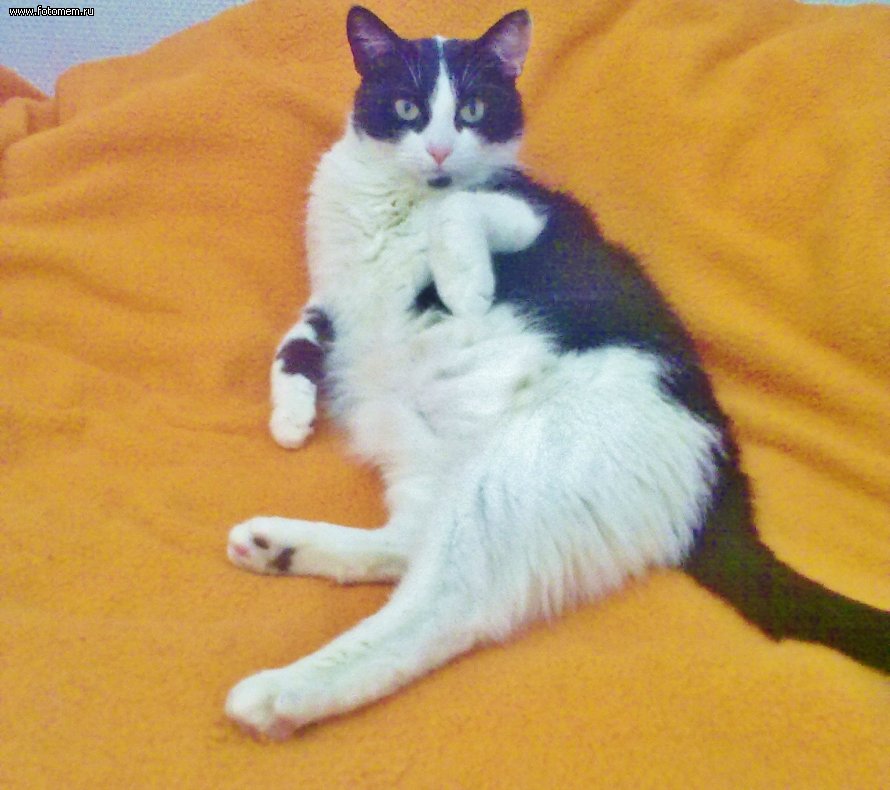 Обои кот. Cat is 3. Коробка с котятами. Кошки. Милые котики.