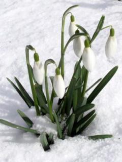 Сонет весенний