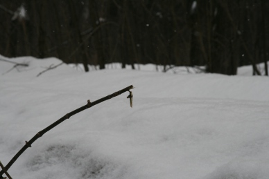 причудливой тенью за лист зацепился звук