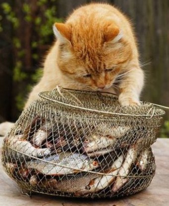 Кот привереда