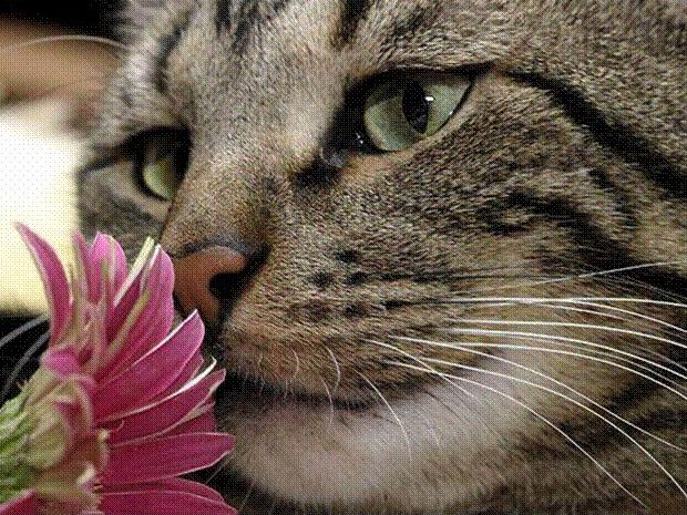 Придёт весна