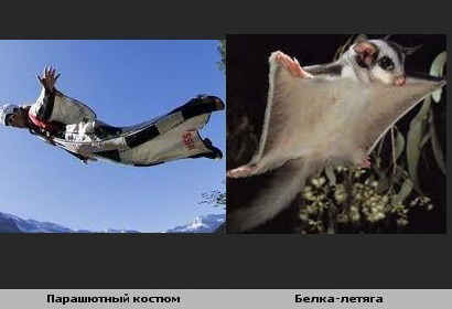 Белки умеют летать! Летяги