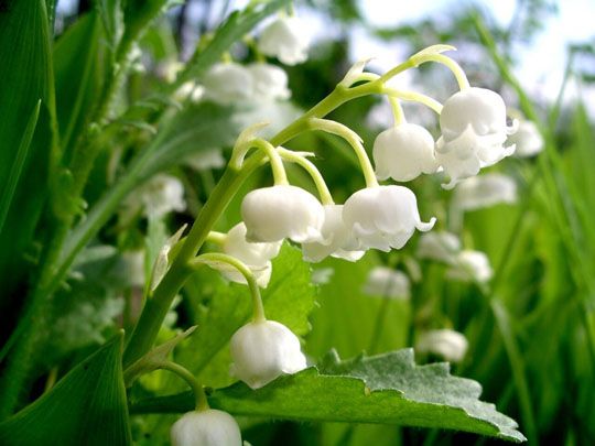 Майское чудо. Загадка