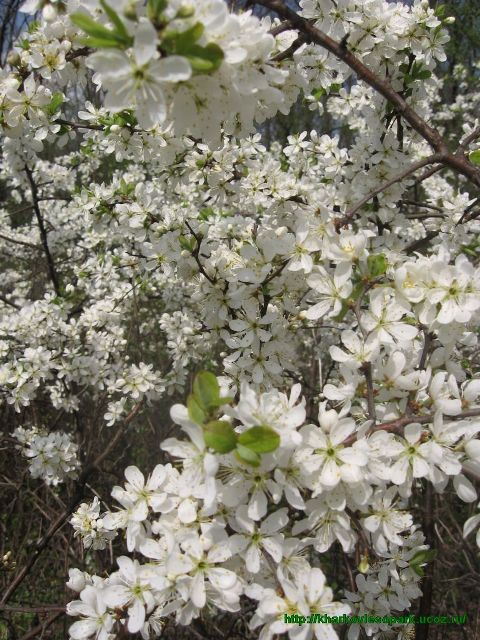 Весна, чувствую себя бабочкой