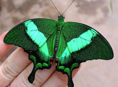 Эффект бабочки