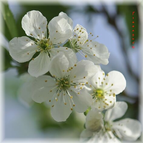 Вишневый сад раздетый, голый...