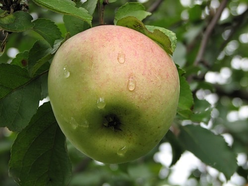 Быльем поросло