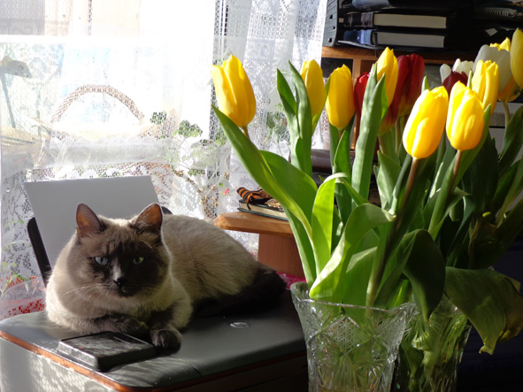 Кошки! Сексъюмор, Дню Женщин