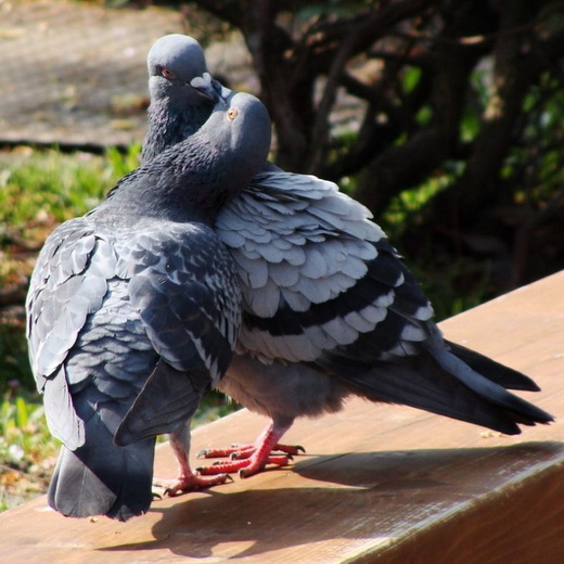 Март... Пернатые...