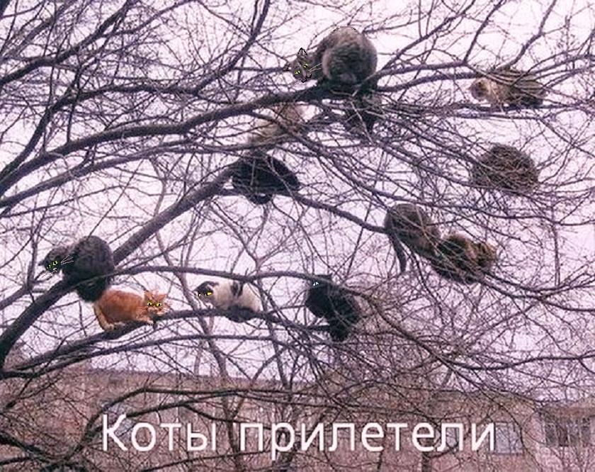 Летучие Коты