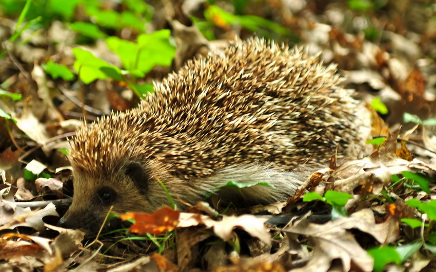 Лето, солнце, облака...
