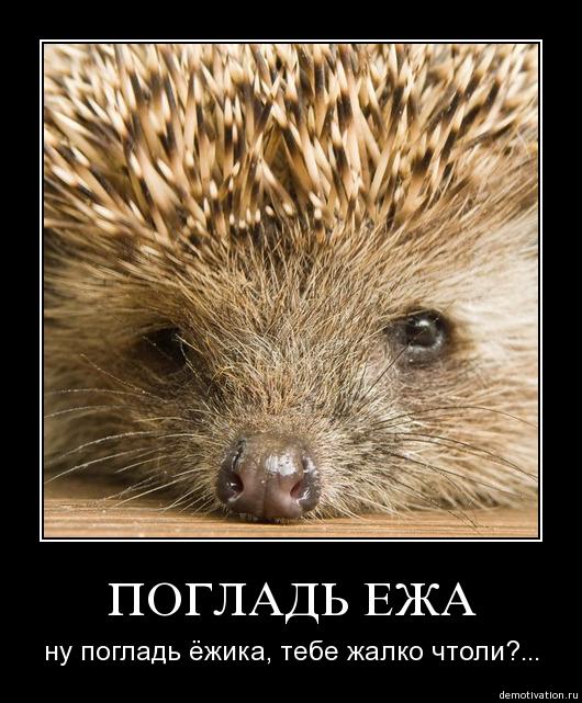 Когда разговаривают ежи