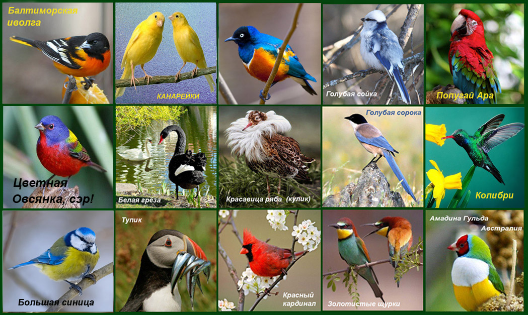 Птичка 1 час. День птиц. Международный день птиц. Междунаровныйденьптиц. 1 Апреля день птиц.