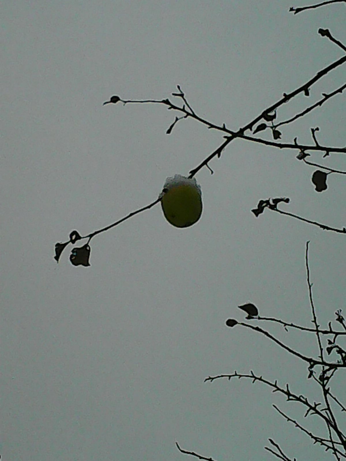 Сушёная груша