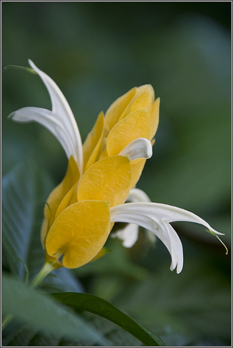 Обращение к Цветку Пахистахис