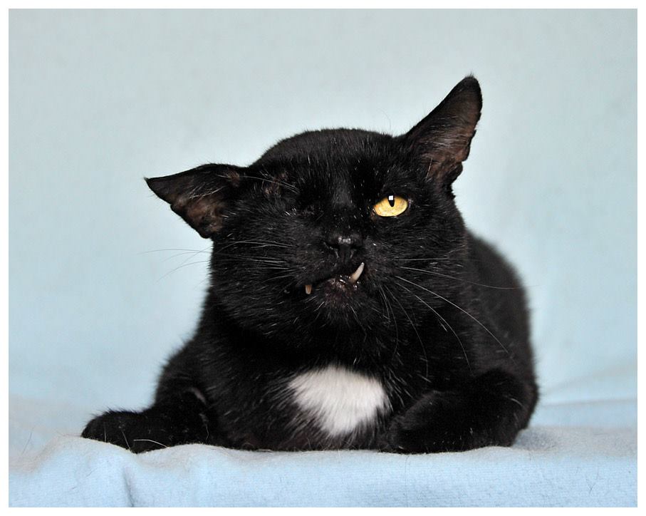 Я, верно, в прошлой жизни был котом...