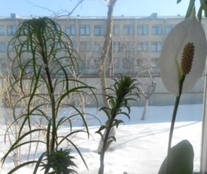 Зарисовка - Нине Шендрик