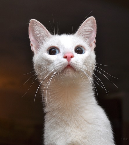 Ах, ты Васька! Кошачьи страдания