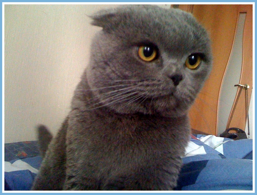 Боська-скоттиш-фолд котёнок