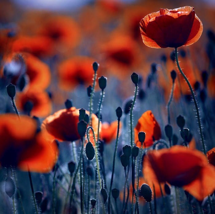 спит Прозерпина