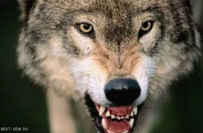 Волк. глава 1