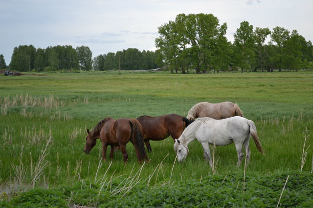 Село Решеты