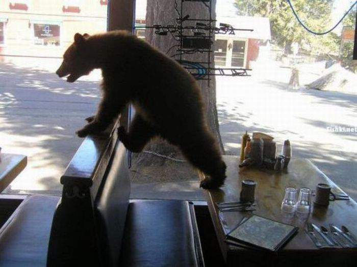 Медведь. Праздник кончился внезапно