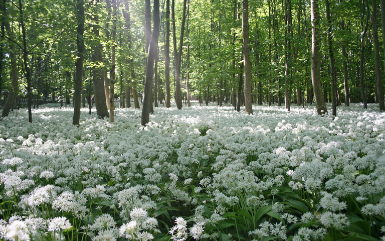 https://stihi.ru/pics/2013/04/07/9518.jpg
