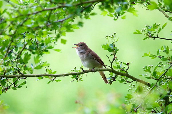 Для меня птицы поют