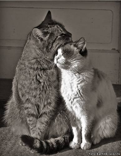 Кошки