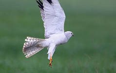 Странная птица