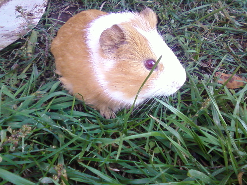 Дашка-мышка